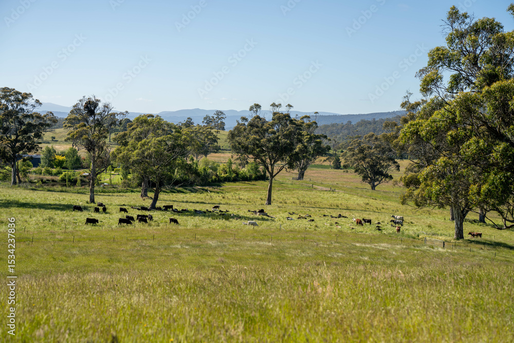 Obraz premium long pasture grass growing with cows in a field, Herd of Healthy Beef Cattle on a Sustainable Australian Farm. Symbolizing Regenerative Grazing Practices of Rural Agriculture