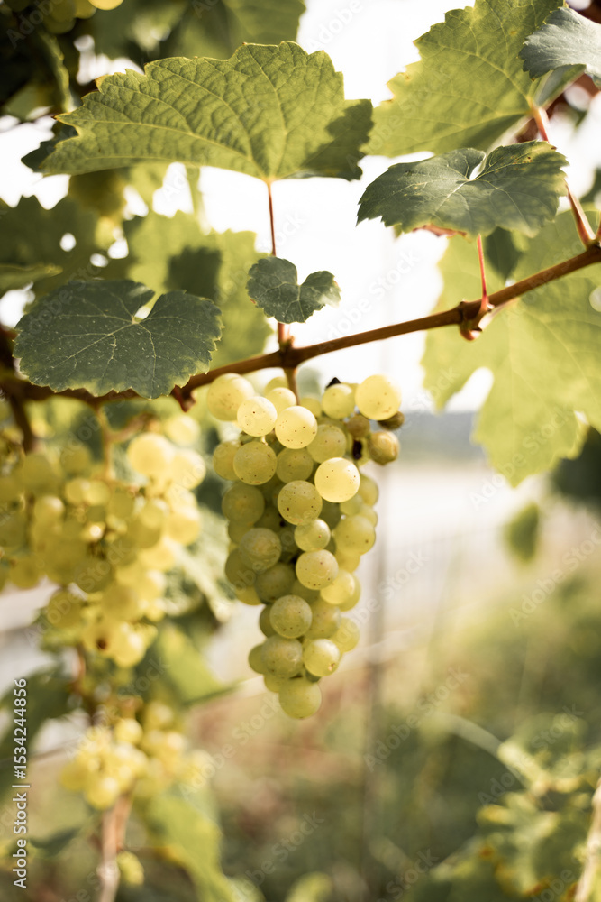 Fototapeta premium grapes on vine