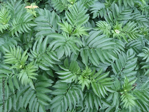 green leaves background