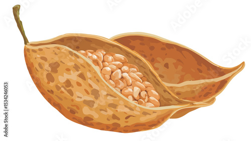 A detailed digital illustration depicting an open seed pod. The pod is light brown to golden in color, with a textured surface.  The interior reveals numerous small, light-colored seeds