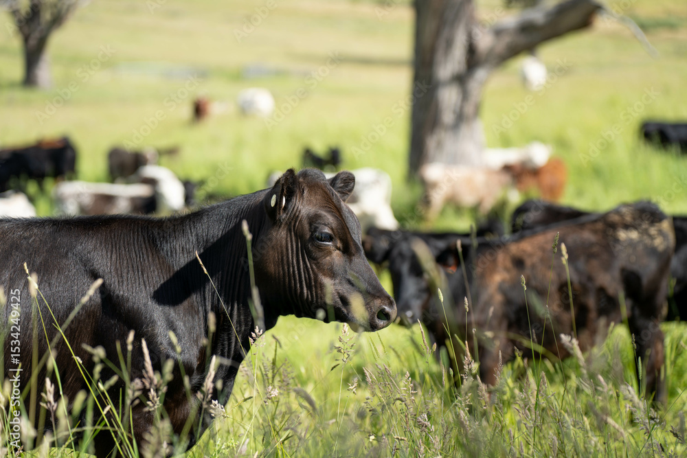 Fototapeta premium long pasture grass growing with cows in a field, Herd of Healthy Beef Cattle on a Sustainable Australian Farm. Symbolizing Regenerative Grazing Practices of Rural Agriculture