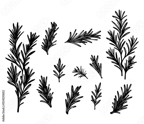 Detailed rosemary vector elements set, hand drawn botanical herbs and spices in engraving style, sketch contour illustration for kitchen decor