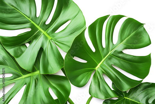 Vibrant green monstera leaves on white background