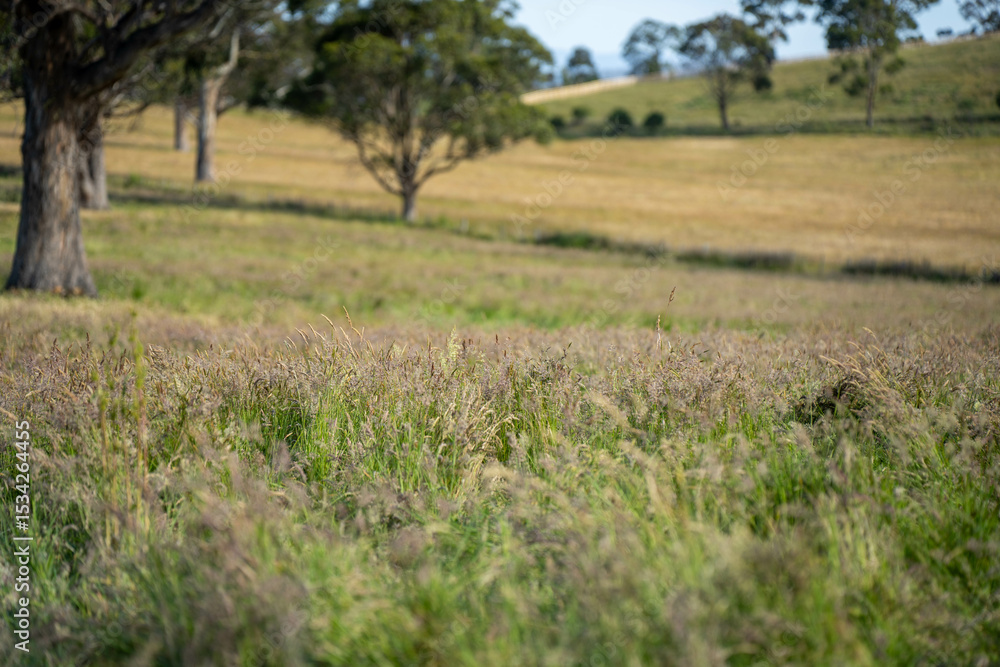Obraz premium Green Pasture crop farm practicing Sustainable agriculture the Future of Regenerative Farming in Australia. Showcasing Healthy Land Management, Environmental Stewardship, and Thriving Rural Landscapes