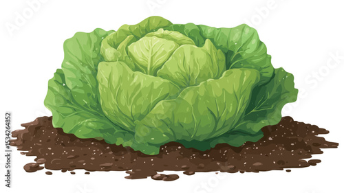 
The image shows a head of lettuce, likely iceberg lettuce, growing in soil. The lettuce is round and compact, with tightly packed green leaves forming the head. 