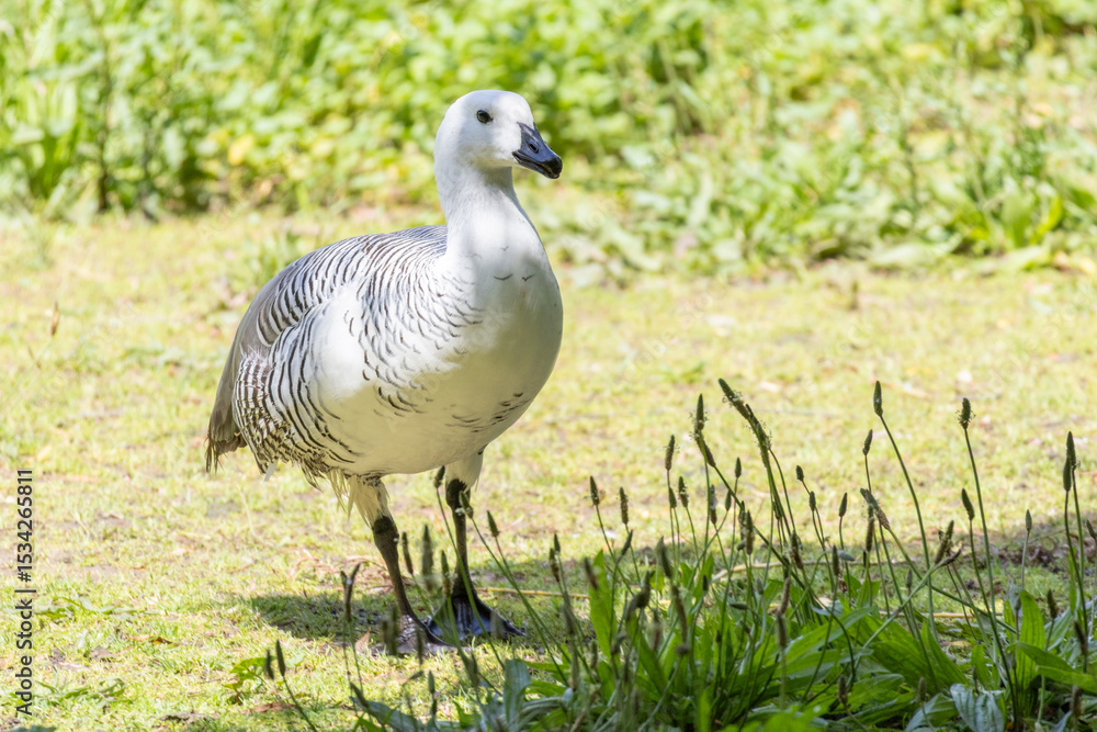 Obraz premium Upland goose walking on grass in parque da paz, almada
