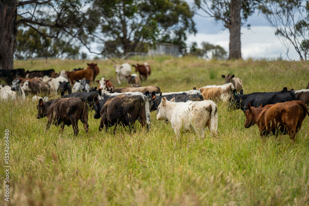 Green Pasture crop farm practicing Sustainable agriculture the Future of Regenerative Farming in Australia. Showcasing Healthy Land Management, Environmental Stewardship, and Thriving Rural Landscapes Green Pasture crop farm practicing Sustainable agriculture the Future of Regenerative Farming in Australia. Showcasing Healthy Land Management, Environmental Stewardship, and Thriving Rural Landscapes