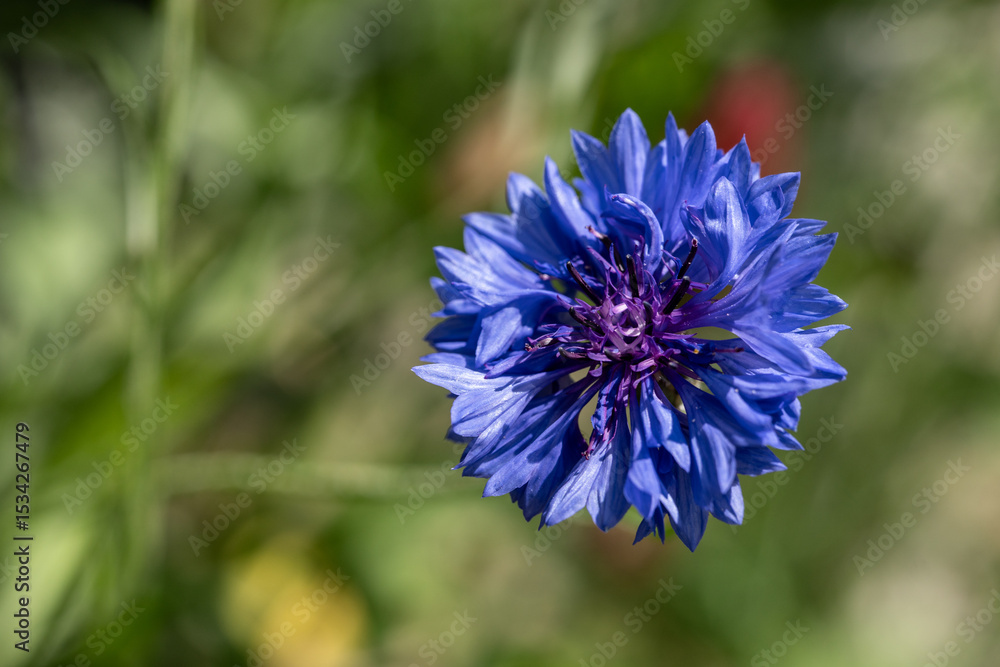 blue and white flower blue and white flower