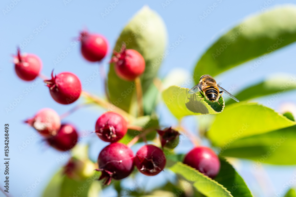 Obraz premium ladybug on flower