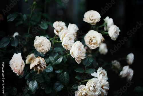 white flowers of a tree