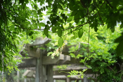 tree in the garden