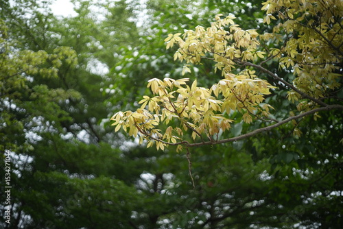 yellow flowers on the tree