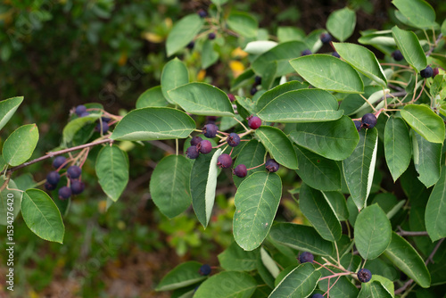 Wallpaper Mural Amelanchier, alnifolia Saskatoon Berry Torontodigital.ca