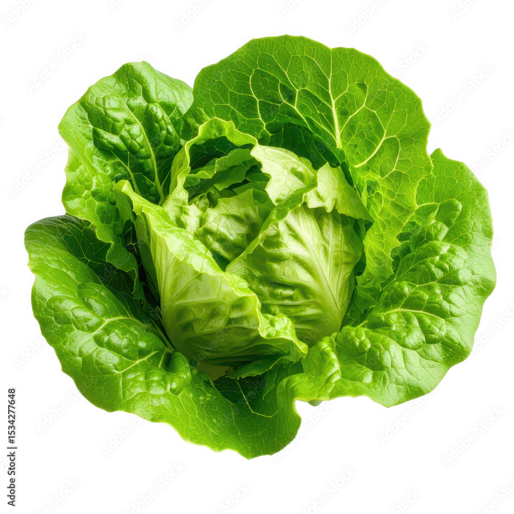 Fresh romaine lettuce head with crisp green leaves isolated on white background, sharp edges, perfect for food PNG or health-themed designs Fresh romaine lettuce head with crisp green leaves isolated on white background, sharp edges, perfect for food PNG or health-themed designs
