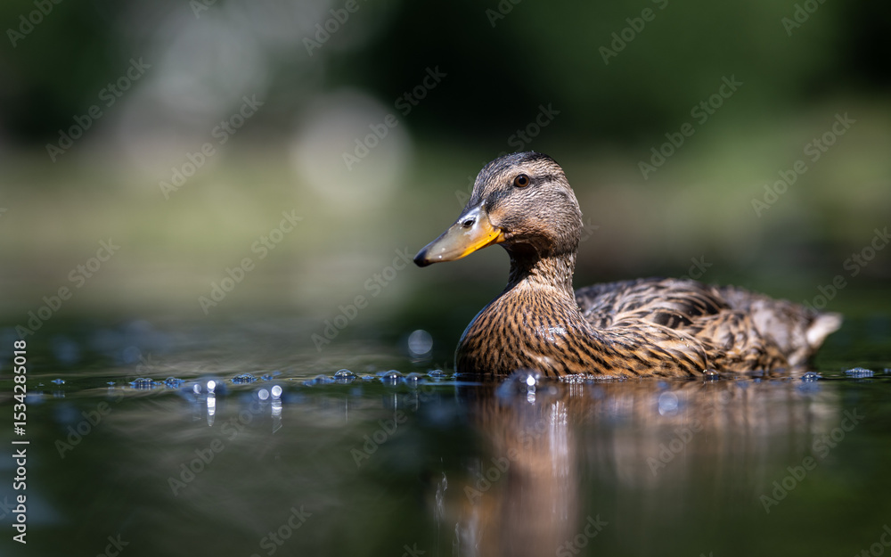 Fototapeta premium Close-up of young mallard duck swiming on the pond