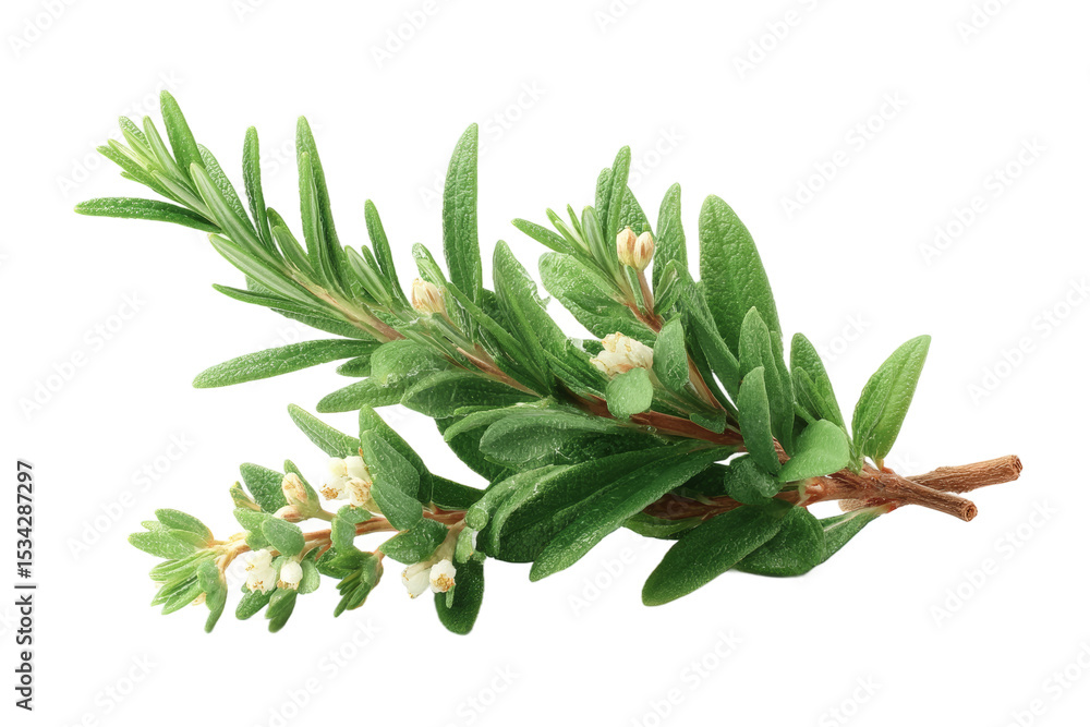 Obraz premium [Transparent Background PNG]Fresh Rosemary and Herbs Close-up