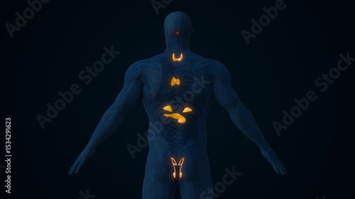 Male Endocrine Glands Controlling Hormone Secretion