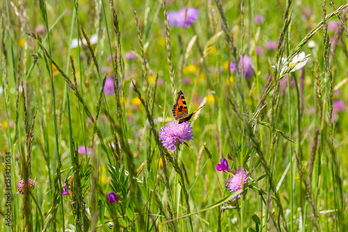 Fotografi small tortoiseshell butterfly Aglais urticae sitting on a knautia arvensis in al