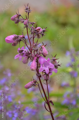 Принти на полотні Galane 'Pocahontas' (Penstemon digitalis 'Pocahontas') botanical plant with lavender- pink summer blooming bellflowers on purple stem