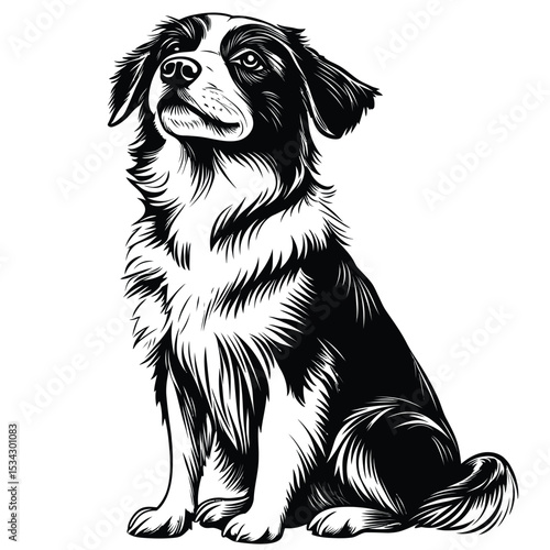 Adorable black and white Great Dane puppy sitting isolated on a white background, a purebred domestic canine