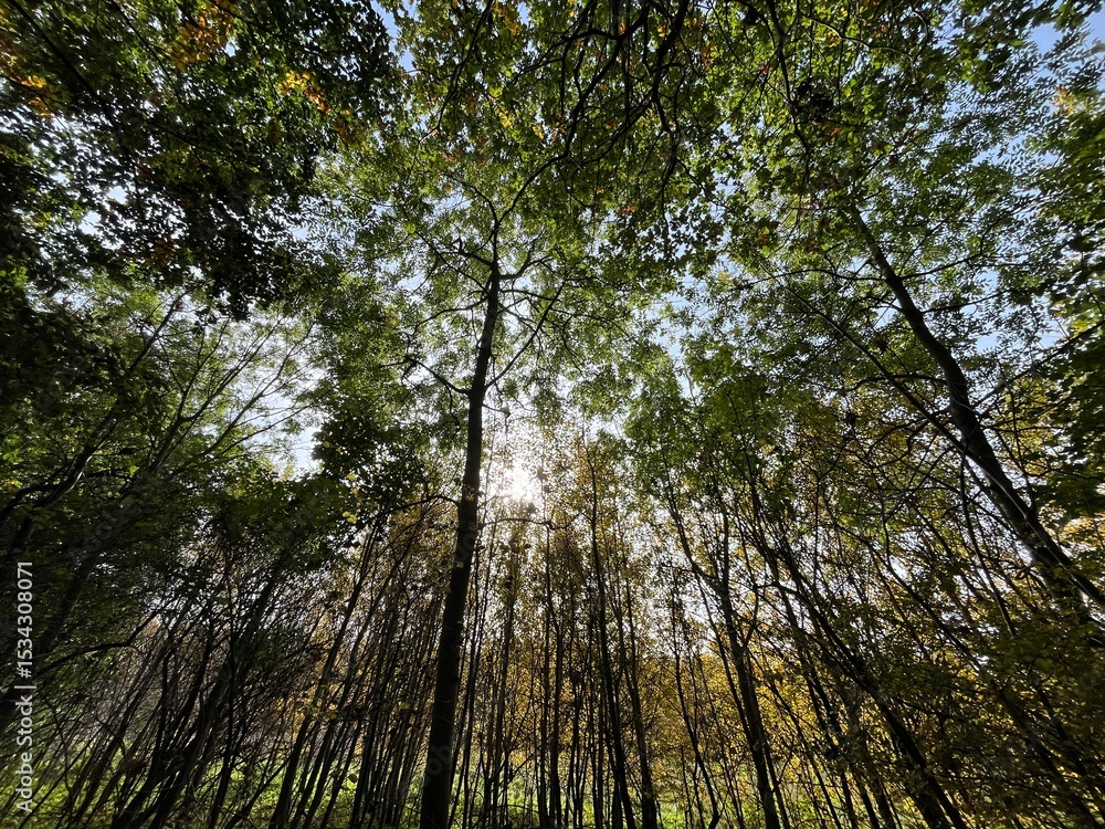 Fototapeta premium sun shining through trees