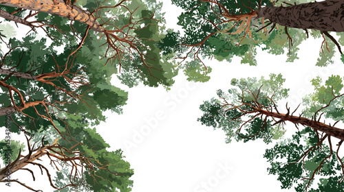 The image is a digital illustration or painting depicting a low-angle view of several pine treetops against a solid white background.  The trees are depicted with detail showing needles