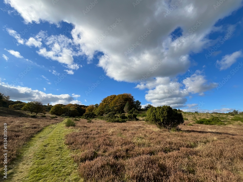 Obraz premium landscape with trees and sky