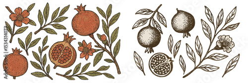 Vibrant hand-drawn illustrations of pomegranate fruits and flowers set against a white background