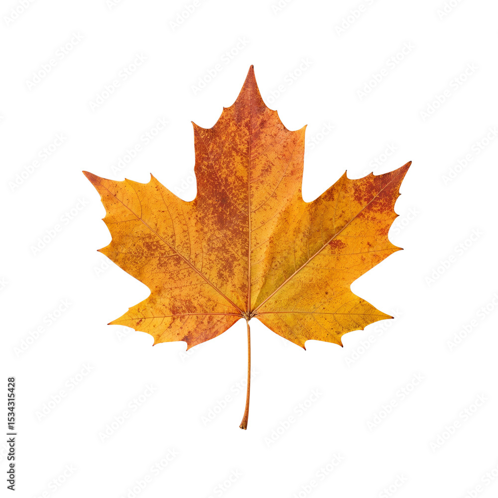 Fototapeta premium Autumn maple leaf on white background showing vibrant yellow hue 