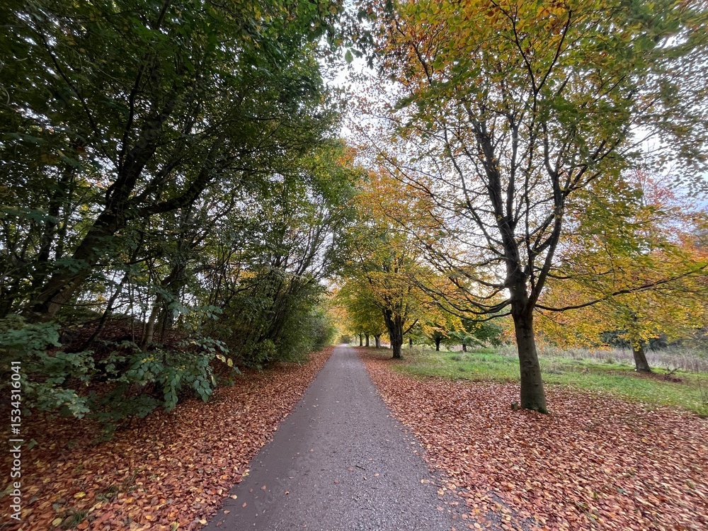 Naklejka premium road in the autumn park