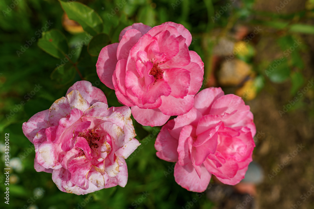 Fototapeta premium Top view of three pink garden roses in full bloom, with natural light and green background, showing petal textures and color variations.