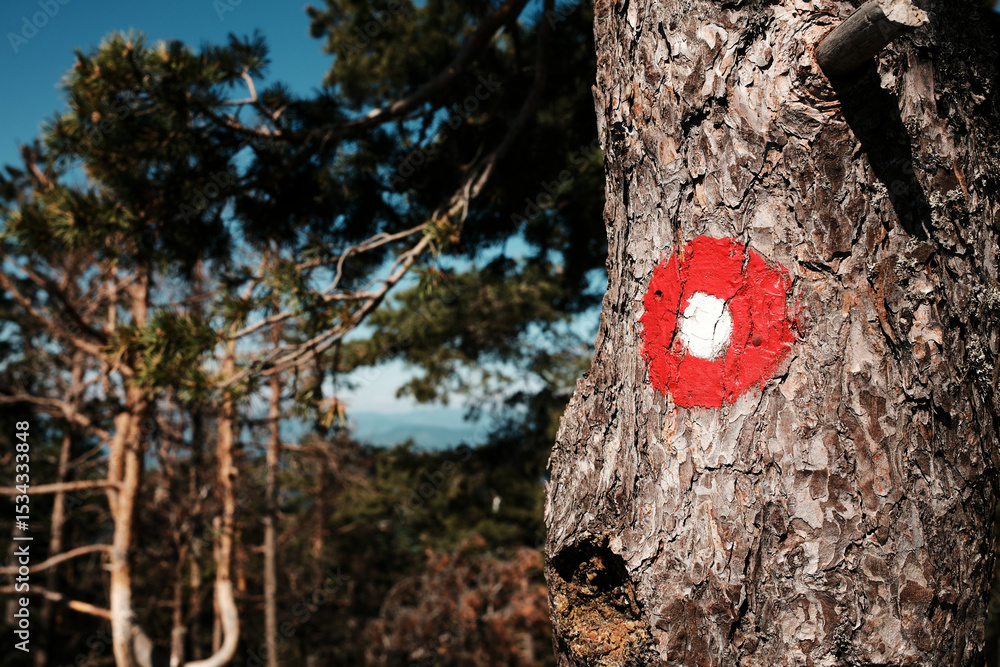 Naklejka premium Hiking trail marker painted on tree bark along forest path on Tornik mountain in Zlatibor, Serbia