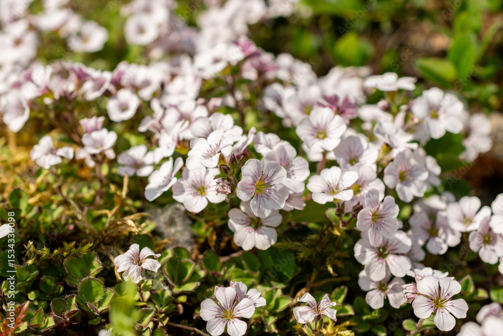 Obraz premium Chickweed babys breath or Gypsophila Cerastioides plant in Saint Gallen in Switzerland 13.5.25