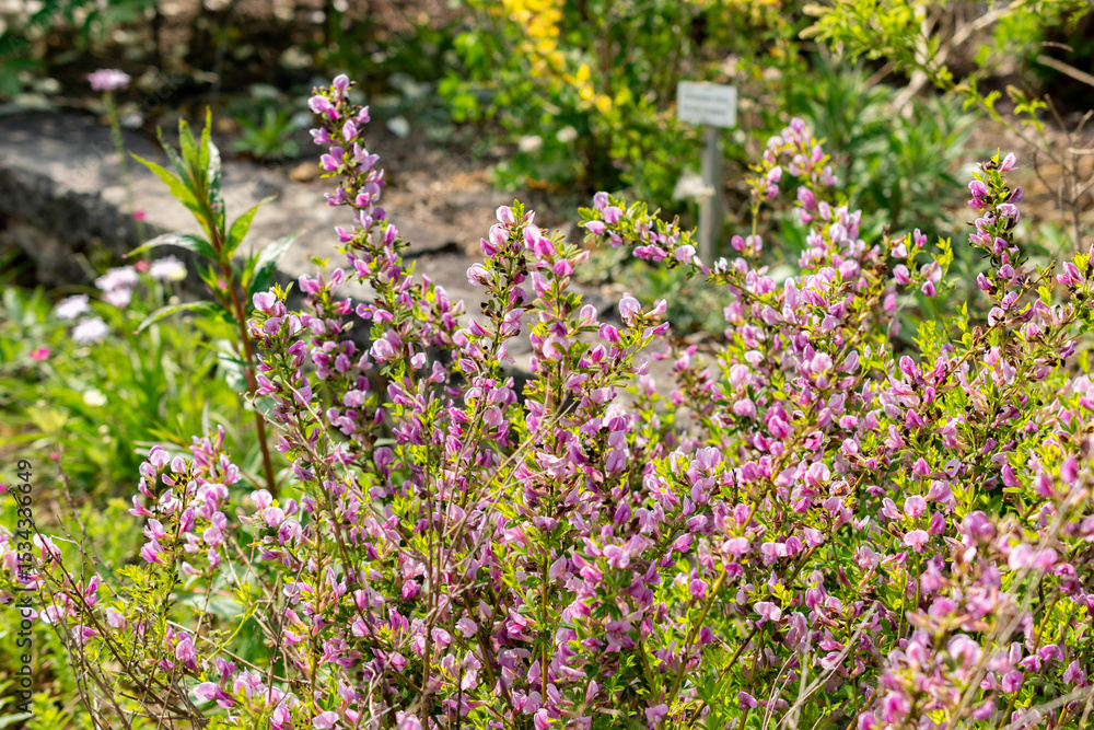 Obraz premium Purple broom or Chamaecytisus Purpureus plant in Saint Gallen in Switzerland 13.5.25