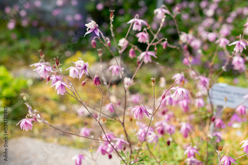 False columbine or Semiaquilegia Ecalcarata plant in Saint Gallen in Switzerland 13.5.25