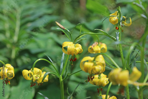 Wallpaper Mural Closeup of Pyrenean lily blooms, Derbyshire England
 Torontodigital.ca