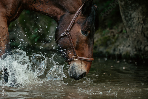Süddeutsches Kaltblut im Wasser