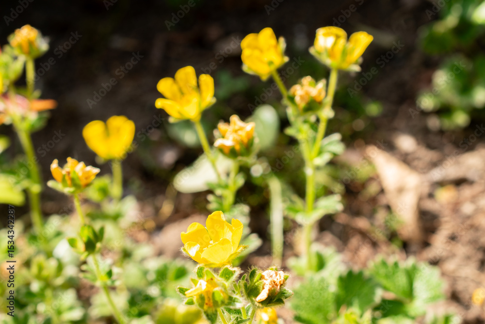 Obraz premium Potentilla Megalantha plant in Saint Gallen in Switzerland 13.5.25