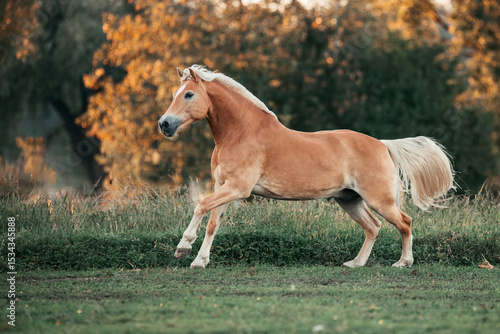 Haflinger im herbst