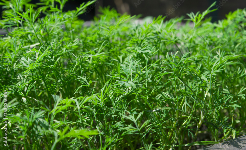 microgreens, purple basil, healthy healthy eating
microgreens, purple basil, healthy healthy eating