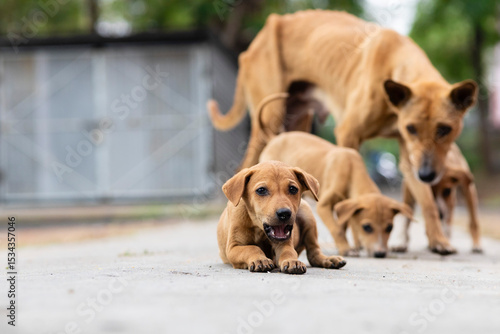Wall Mural Indian street dogs