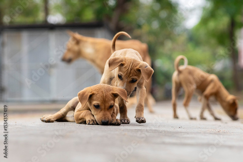 Photography Indian street dogs