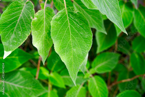 Wallpaper Mural Close-up of green leaves of bush Hydrangea Sargentiana Rehder at Swiss city of Zürich on a sunny late spring day. Photo taken June 14th, 2025, Zurich, Switzerland. Torontodigital.ca