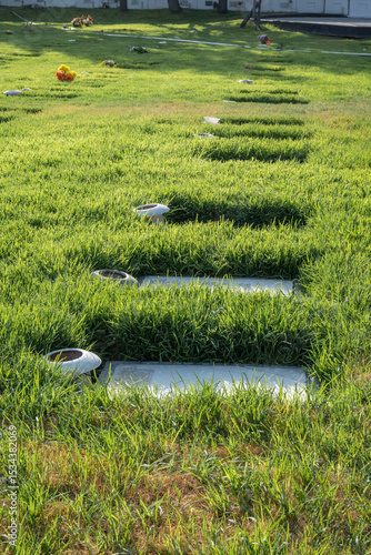 Cemetery view with green grass, flat headstones, and scattered flowers under soft daylight