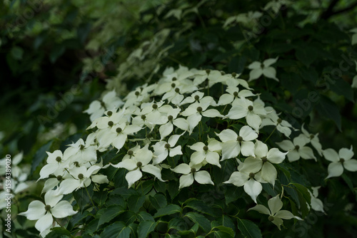 Deren Kousa at the Botanical Garden of Georgia. white flowers