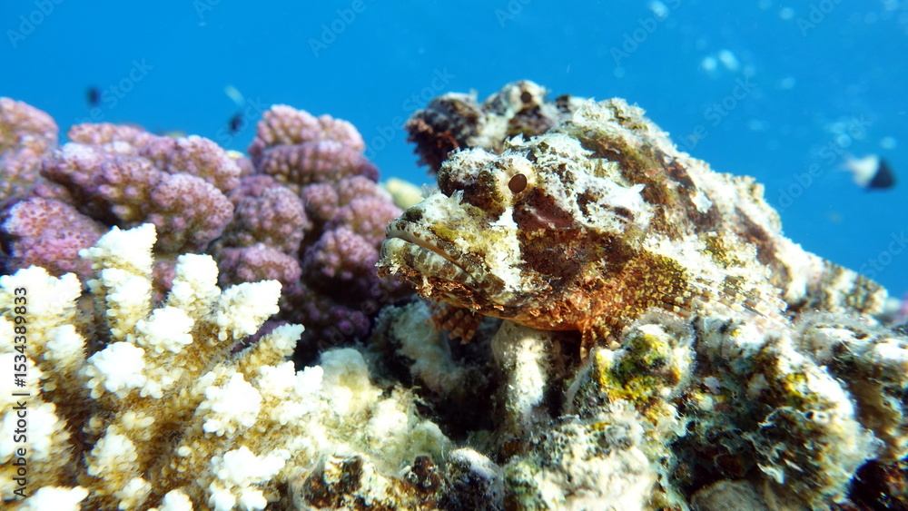 Fototapeta premium Scorpionfish, Fish - type bone fish Osteichthyes, Scorpaenidae, Flathead scorpenopsis.