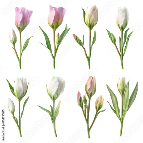 Wallpaper Mural Elegant tulips blooming vibrant colors nature beauty Torontodigital.ca