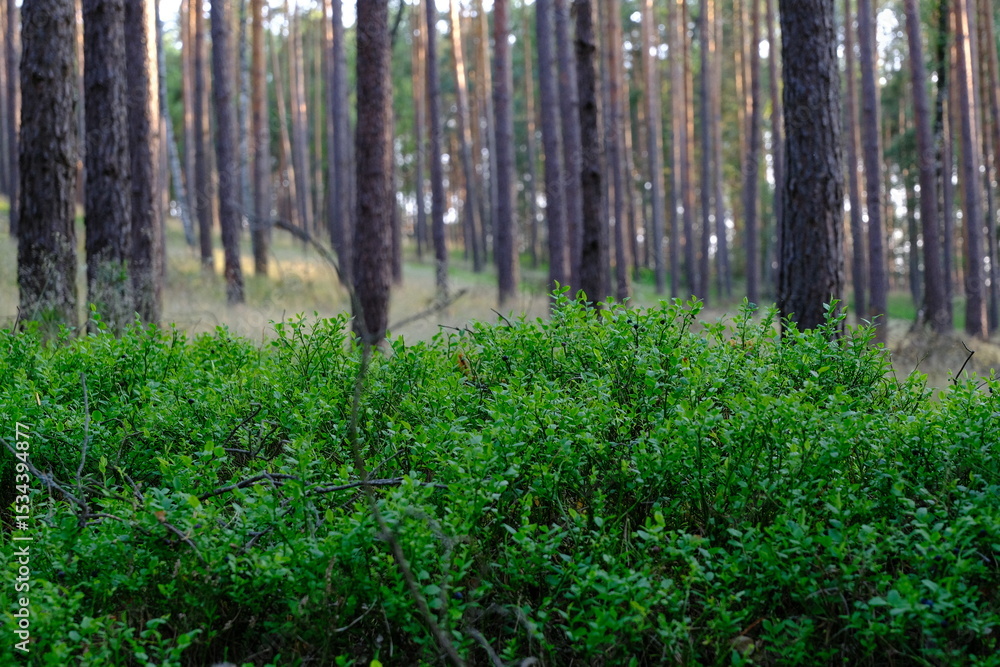 Obraz premium Polana jagód 