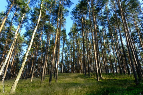 Fototapeta Naklejka Na Ścianę i Meble -  widok na las