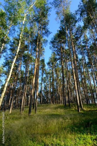 Fototapeta Naklejka Na Ścianę i Meble -  Bor sosnowy 